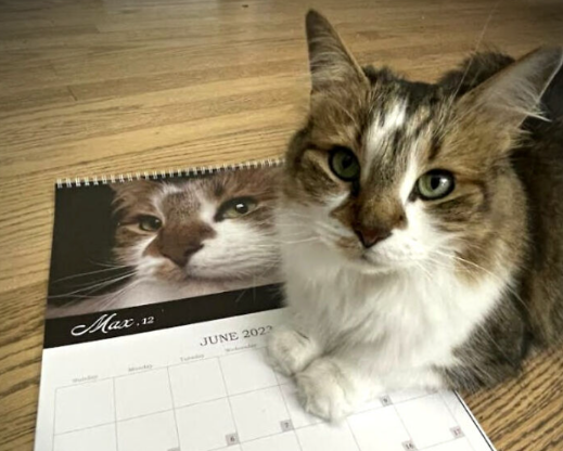 cat and a calendar