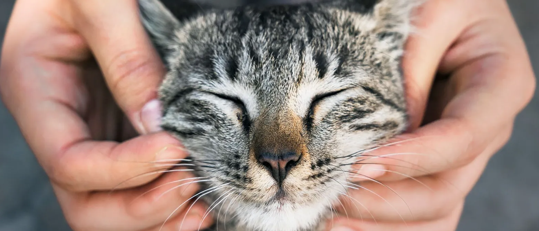 Happy cat getting it's face scratched