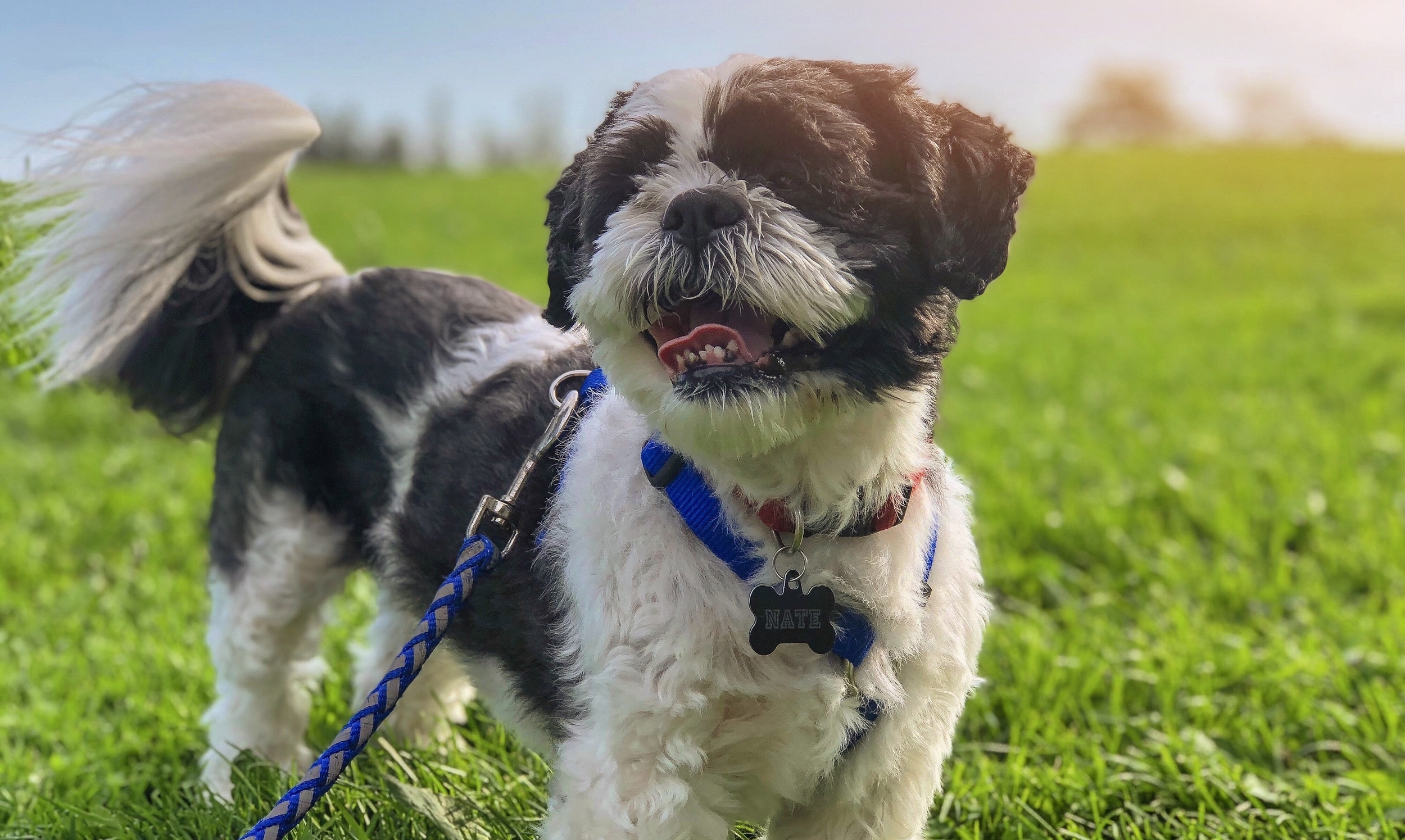 black and white dog in field