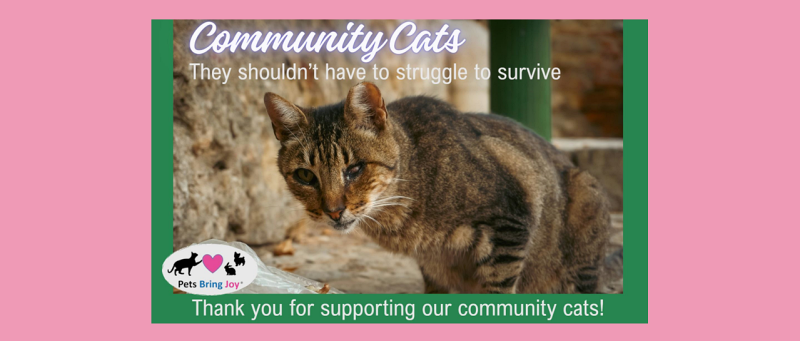 A community cat