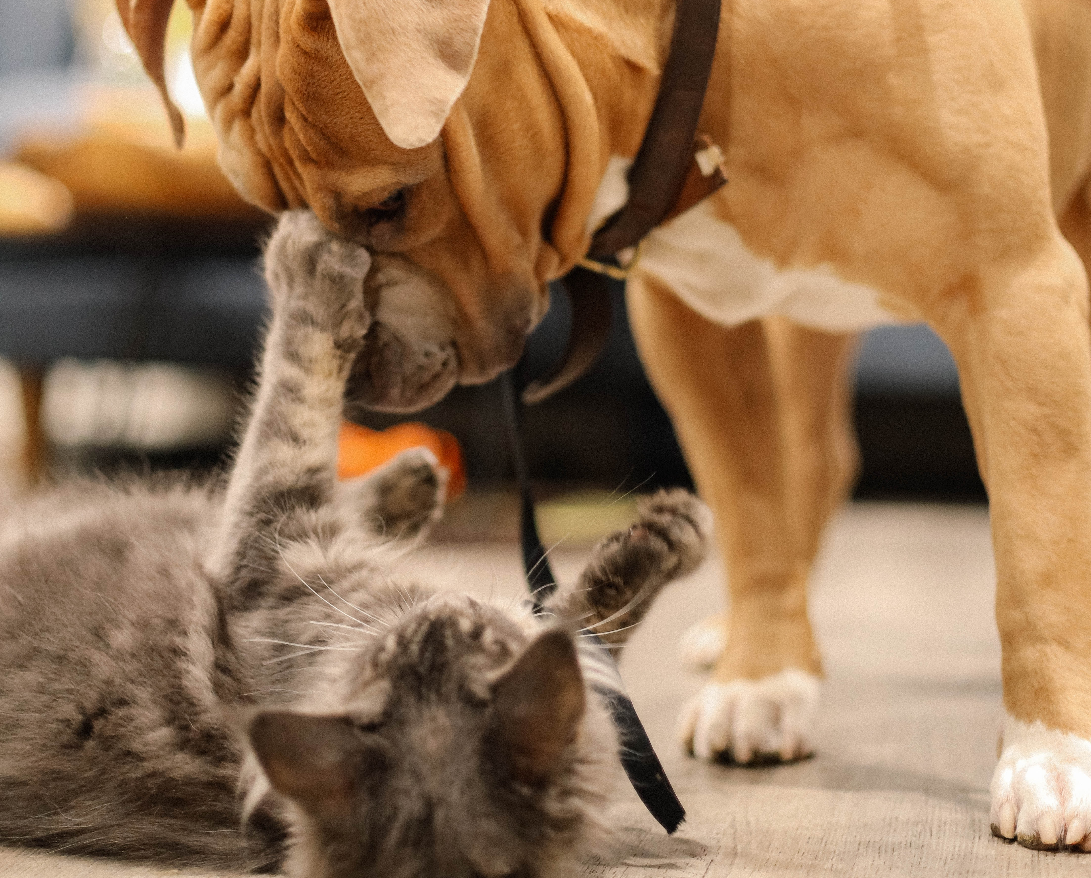 kitten and dog playing